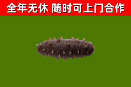 翁源县烟酒回收干海参.jpg